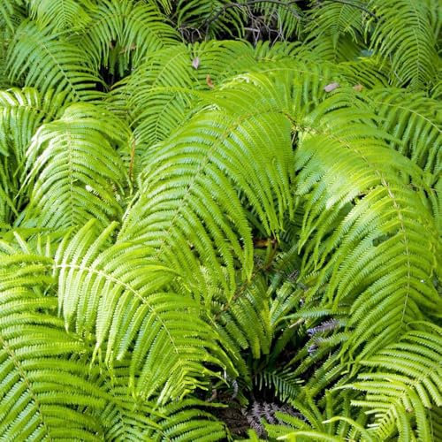 farn pflanze - samen büropflanzen winterharte stauden pflanzensamen zimmerpflanzen pflanzen balkon deko topfpflanzen dekopflanzen winterharte pflanzen für balkon farn samen 100pcs