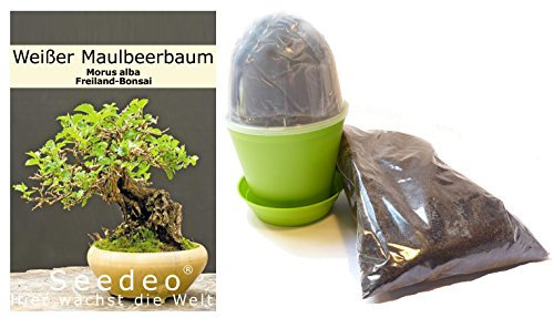 Seedeo Bonsai Anzuchtset Weißer Maulbeerbaum (Morus alba)