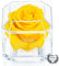 Eternal Petals Solo - A Real Rose That Lasts A Year - Perfect Unique Gift for Women, Men, Birthday Gift (Yellow)