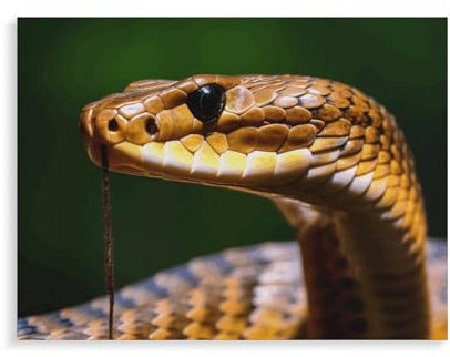 LMNGH Peinture numérique avec cadre intérieur jaune Cobra Serpent Peinture en coton Peinture par numéro pour chambre d'adultes Style graffiti amusant Décoration murale Cadeau