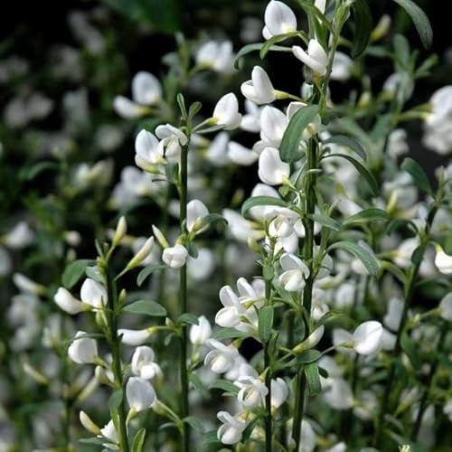 semillas de retama lugares soleados semillas de silvestres exótico Decoraciones jardín exteriores resistentes orgánicas primavera verano 350pcs