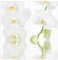 Bilderwelten Schiebegardinen Wellness Orchidee - Ohne Aufhängung, 4X 250 x 60cm