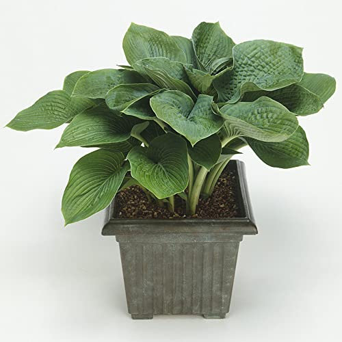 Funkien Hosta Pflanze Samen Bodendecker Winterhart MehrjäHrig Balkonpflanzen Steingartenpflanzen Hosta Exotische Pflanzen KräUtersamen Bonsai Samen Funkien Kaufen Weiß Deko Blumen 20 Hostas Saatgut