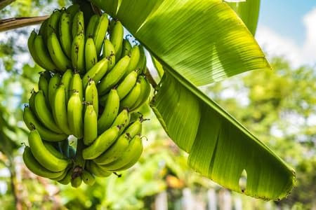 Banana Tree Seeds 100pcs