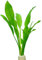 Tropica Aquariumpflanze Echinodorus bleheri im Bund Nr.071 BDT Wasserpflanzen Aquarium Aquariumpflanzen