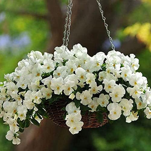 200Pièces graines de pensées annuelles belles fleurs blanches élégantes faciles à entretenir faire des paniers de fleurs suspendus créent une atmosphère différente