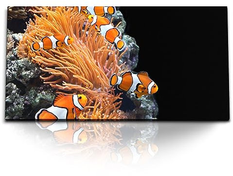 Paul Sinus Kunstdruck Bilder 120x60cm Korallenriff Clownfische bunte Fische unter Wasser