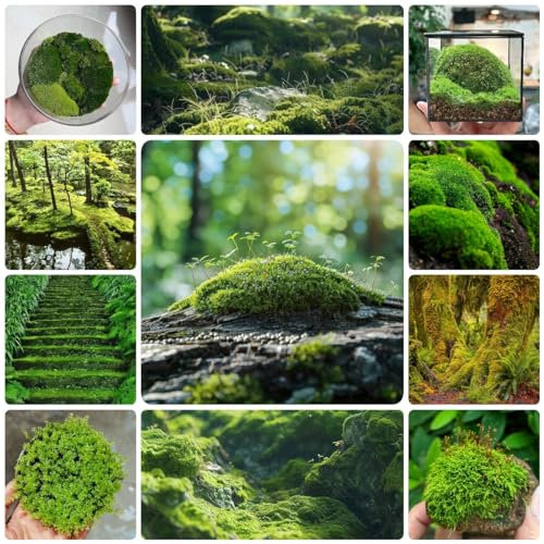 450 Pcs Moos Samen Outdoor, Torfmoos, Plattenmoos, Balkonpflanzen, Indoor Kräutergarten Moos Samen Schatten - Bryophyta - Bodendecker Winterhart Mehrjährig Pflanzen Für Sonnige Plätze