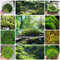 450 Pcs Moos Samen Outdoor, Torfmoos, Plattenmoos, Balkonpflanzen, Indoor Kräutergarten Moos Samen Schatten - Bryophyta - Bodendecker Winterhart Mehrjährig Pflanzen Für Sonnige Plätze
