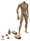 Tiuimk 1/6 Maßstab männliche schmale Schulter Figur für 1/6 Actionfiguren - PVC/ABS Material, mehrfarbig, Einheitsgröße