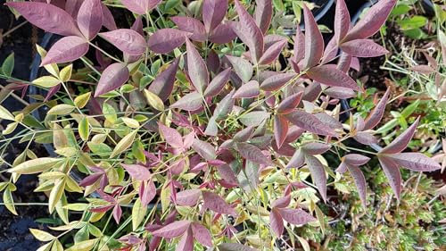 Nandina domestica FLIRT® 'Murasaki' / Bambou sacré nain/Conteneur de 3 à 4 litres