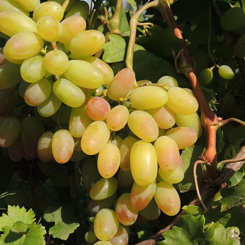 Weinrebe Julian 2L - Ultrafrühe Dessertsorte