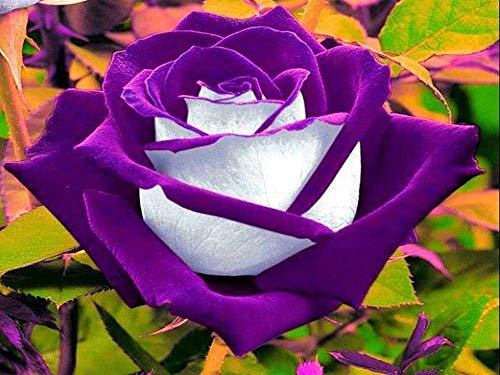 200 Stücke Seltene Blume Lila Weiße Rose Samen Blumensamen Für Hausgarten Pflanzen Hof Diy Blume Bonsai Samen