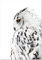 Panorama Poster Rechte Eule 35x50 cm - Gedruckt auf 250g-Papier - Tiere Wanbilder - Papierplakat Wohnzimmer