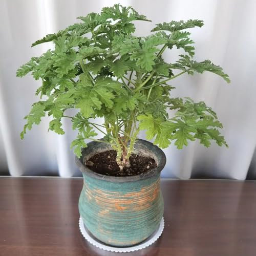 semi di geranio limone - decorazione vegetale, piante resistenti per il giardino fiori di geranio limone giardino erbe aromatiche piante in vaso decorazione floreale da esotiche 100pcs