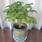 semi di geranio limone - decorazione vegetale, piante resistenti per il giardino fiori di geranio limone giardino erbe aromatiche piante in vaso decorazione floreale da esotiche 100pcs