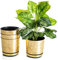 KORAD OLD GOLD flower indoor plant pot with saucer plastic gloss modern decorative planter with drainage holes (21 cm - 8.3 inches)