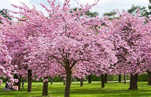 Nouveau frais 10pcs fleurs de cerisier graines d'arbres