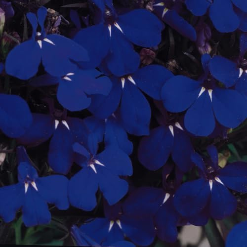 Bedwen Lobelia 'Riviera Midnight Blue' Plug Plant x6 – Trailing Dark Blue Summer-Flowering Bedding Plants for Hanging Baskets & Patio Pots