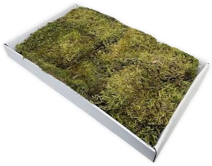 Moranduzzo – Moosteppich Natur 44x32 cm – Handarbeit Made in Italy – Zubehör und Materialien für traditionelle Krippenlandschaften