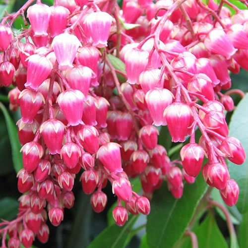 Pieris Valley Valentine Rote Blühende Robuste Gartenstrauchpflanze im Topf