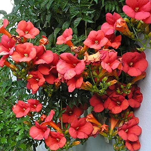 GardenersDream Campsis 'Madame Galen' - Kletterpflanzen Winterhart Trompetenblume - Winterharte Pflanzen für Garten - Balkon Pflanzen mit Orangeroten Blüten