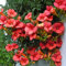 GardenersDream Campsis 'Madame Galen' - Kletterpflanzen Winterhart Trompetenblume - Winterharte Pflanzen für Garten - Balkon Pflanzen mit Orangeroten Blüten