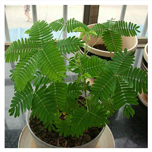 150 Mimosa pudica Mimosa pudicaMimosa Erba induzione Semi ~ giardino di Chris