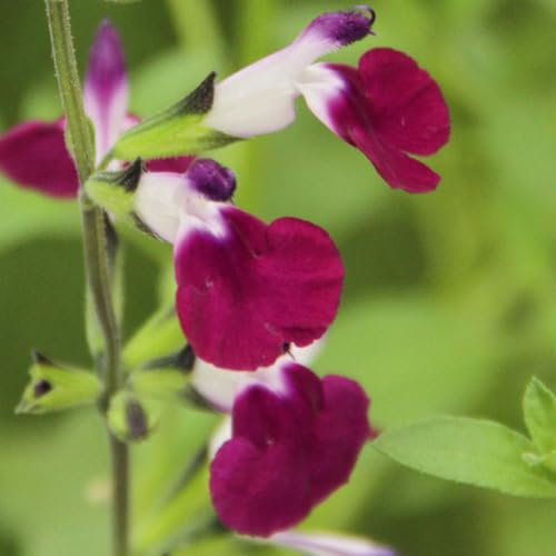 Salvia 'Amethyst Lips'. Plug Plant x 4. Dark Purple & White Flowers. Foliage can be Used as Culinary herb, sage. Available from Bedwen Plants