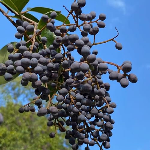 50 piezas Semillas de plantas de cobertura de ligustro - árbol bonsái semillas orgánicas jardinería urbana Seto de aligustre de hoja perenne semillas de árboles semillas de plantas