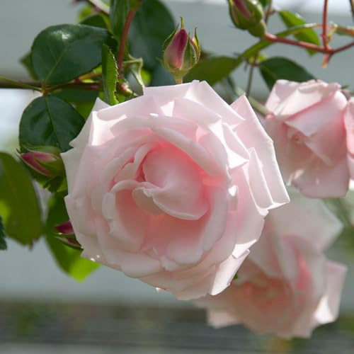 YouGarden Harkness Climbing Rose New Dawn in 4 Litre Pot, Gift Wrapped, Beds, Borders Or Patio Planting, Climbing Roses Fast Growing Highly Fragrant, Pink Rose Plant