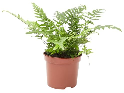 Verdecora Helecho Mix en macera de Ø9cm | Planta de Interior | Hojas Verdes y Elegantes | Ideal para Decorar Hogares y Oficinas