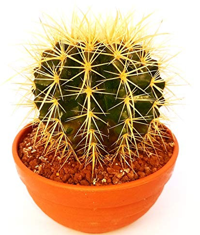 POWERS TO FLOWERS - ECHINOCACTUS GRUSONII, vaso 14cm, cuscino della suocera, pianta vera