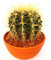 POWERS TO FLOWERS - ECHINOCACTUS GRUSONII, vaso 14cm, cuscino della suocera, pianta vera