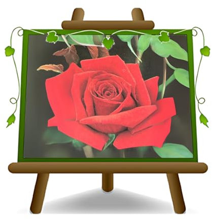 EURO PLANTS VIVAI Rose Arbre Rouge Dame de Coeurs Grandes Fleurs - Hauteur 120-140 cm sur Vase de 26 cm