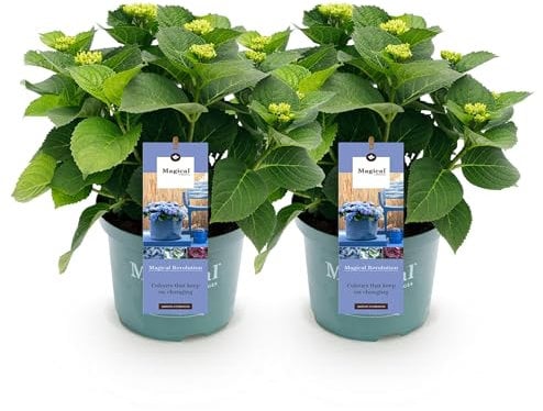 Green boutiQ - Balkonpflanze - Hortensie - Hydrangea Magical Revolution Blue - Blau - 6-10 Blumen - Topf 23cm Höhe 55cm