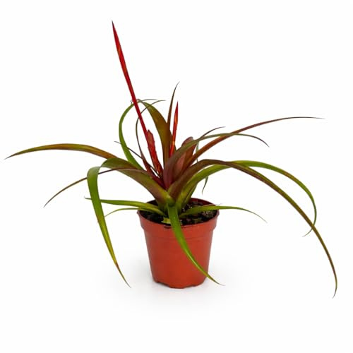 Exotenherz Tillandsia Flabellata - blühende Luftnelke - 5,5cm Topf - 15cm hoch