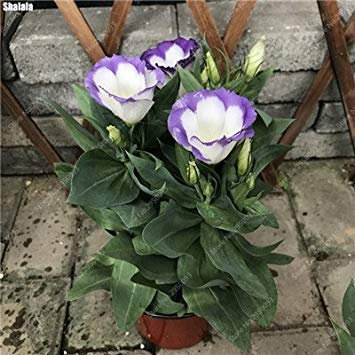 2: Exotische Samen Rosas/Rose perenne giardino bonsai pianta del fiore, Vasi paesaggistica Fioriere decorativo 120 Stück/Beutel 2