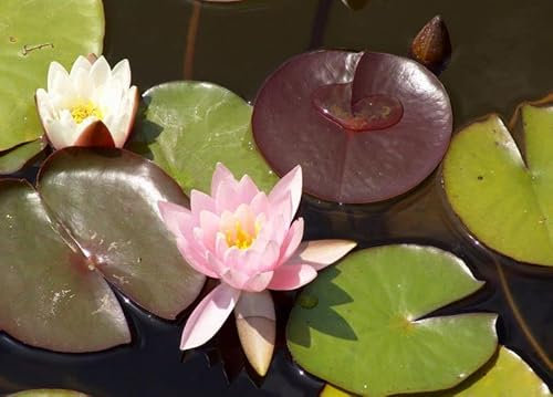 Haus&Garten rote Seerose rosablühend duftend Nymphaea Rosennymphe Odorato Wasserlilie kräftige Pflanze