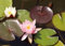 Haus&Garten Rosa de nenúfar rosa con aroma de ninfhaea de rosas, lirio de agua, planta fuerte