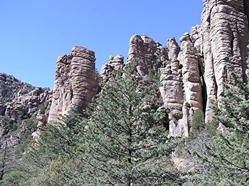 30 Arizona-Zypressensamen, Cupressus Arizonica, Blaue Zypresse