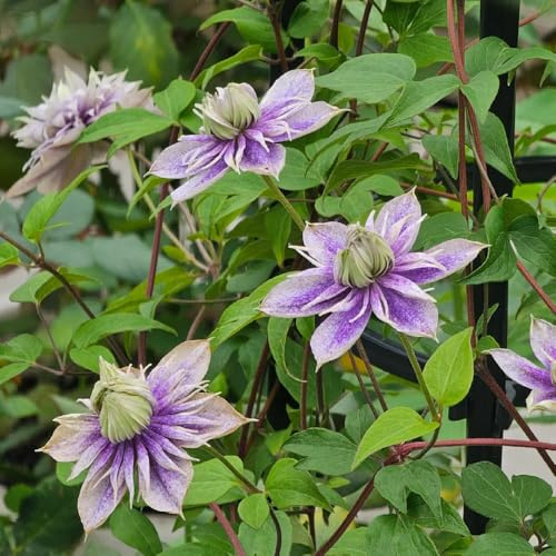 Semillas de Clematis, trepadoras resistentes de crecimiento rápido. Clemátide florida, de jardin resistentes 450pcs