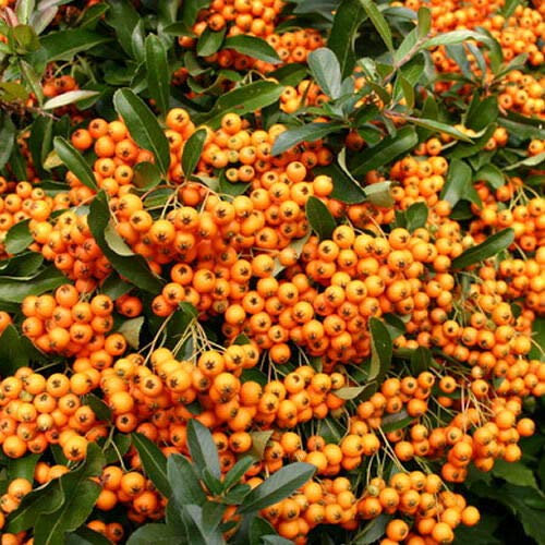 Portal Cool 1 X Pyracantha 'incandescenza Arancione' arbusto sempreverde Hardy Giardino pianta in Vaso