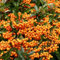 Portal Cool 1 X Pyracantha 'incandescenza Arancione' arbusto sempreverde Hardy Giardino pianta in Vaso
