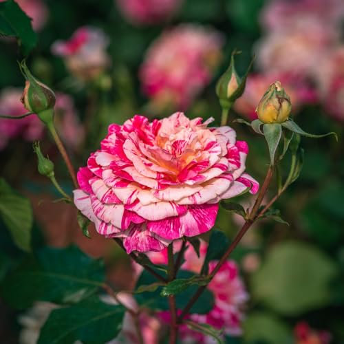 50 Pc Semillas De Rosal, Mezcla De Semillas De Flores, Regalo De Plantas, Plantas Trepadoras, Rosa Chinensis, Acónitos De Invierno Plantas De Jardín Resistente Plantas De Otoño De