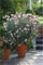 Bonsai Nerium Oleander Seed (Nerium indicum Mühle) im Freien mit Charme Blumen-Baum blühende Pflanzen Garten-Dekoration 120 PC/Los 3