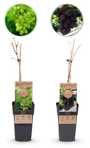 Pianta da frutto - Uva viola e bianca - Vitis vinifera Vanessa e Himrod - Senza semi - 2 piante - 40-50cm - Ø15cm - Pianta da giardino