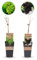 Pianta da frutto - Uva viola e bianca - Vitis vinifera Vanessa e Himrod - Senza semi - 2 piante - 40-50cm - Ø15cm - Pianta da giardino