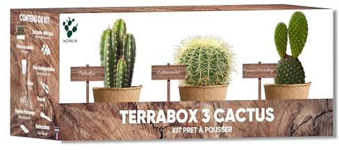 Kit Cactus – Mini kit pronto a crescere (Echinocactus Grusonii, Opuntia Microdasys, Polaskia Chipe) – Piante grasse decorative per interni – Semi biologici, regalo insolito da donna uomo – fai da te
