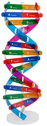 NUOBESTY Kinder DNA Modell Doppelhelix Modell Komponenten Wissenschaft Pädagogisches Lehrinstrument Spielzeug Klasse Labor Zubehör für Kinder Erwachsene
